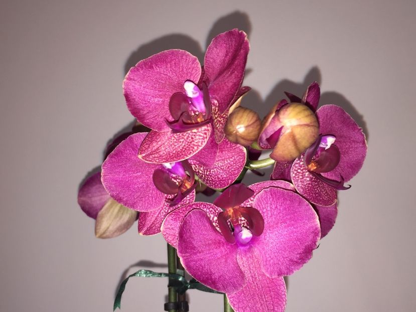 9DFB3345-A636-462C-8C14-34CCB53AD46A - Orhidee 2019