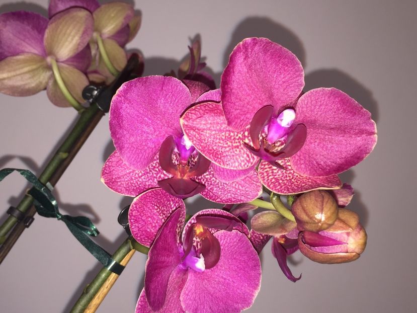 B5372718-E2C8-41DB-9AA2-F8DB90F261C3 - Orhidee 2019