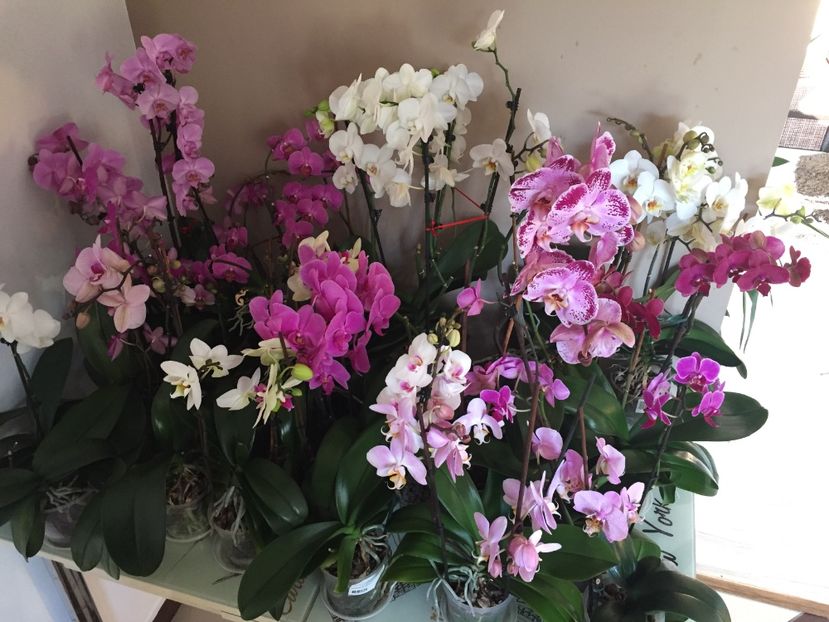 67276142-D3C5-4D4A-BABB-C4559E5FE726 - Orhidee 2019