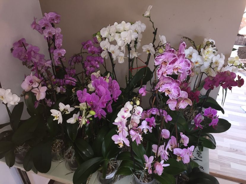 94FB240E-17FE-4B40-B927-6D504754D2A1 - Orhidee 2019