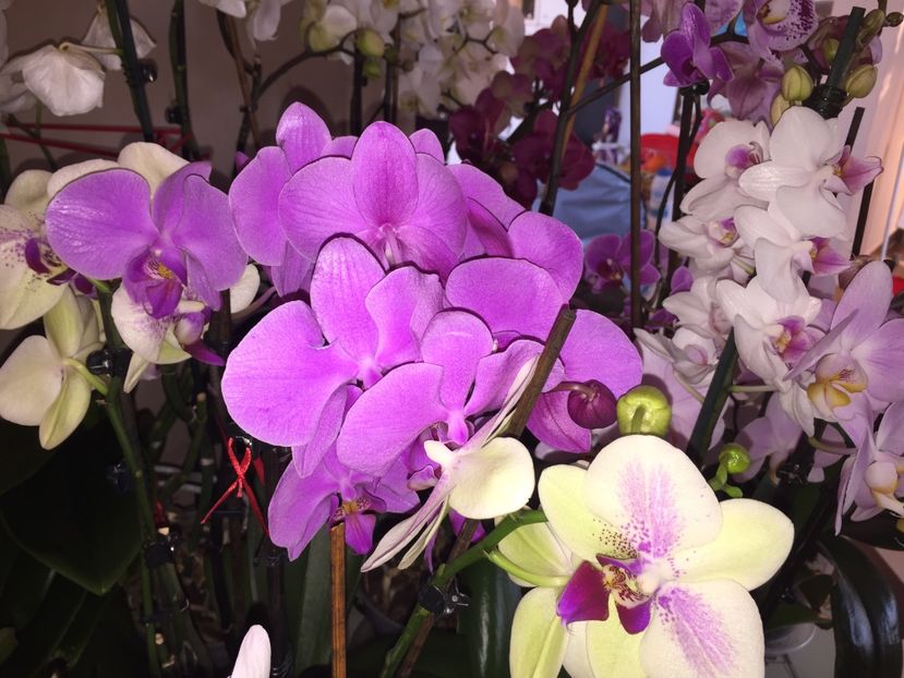 18E3E1D5-7F8C-42B6-BF19-D4A153D419E8 - Orhidee 2019