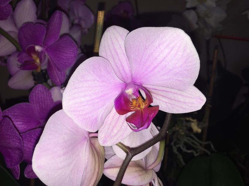 E933BDC5-32AB-4526-A24E-E0FA906637C2 - Orhidee 2019