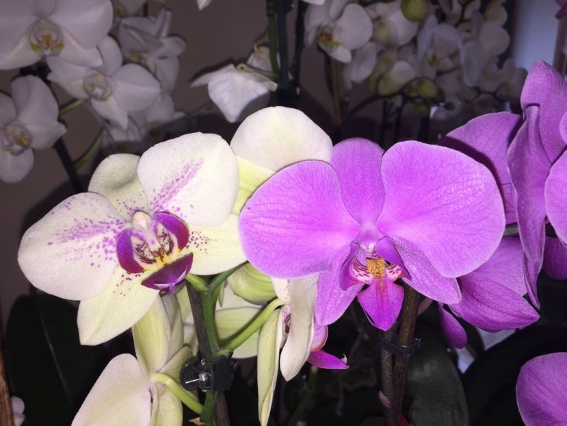 19B20D81-4921-4875-8F59-A9FA3D58BD13 - Orhidee 2019