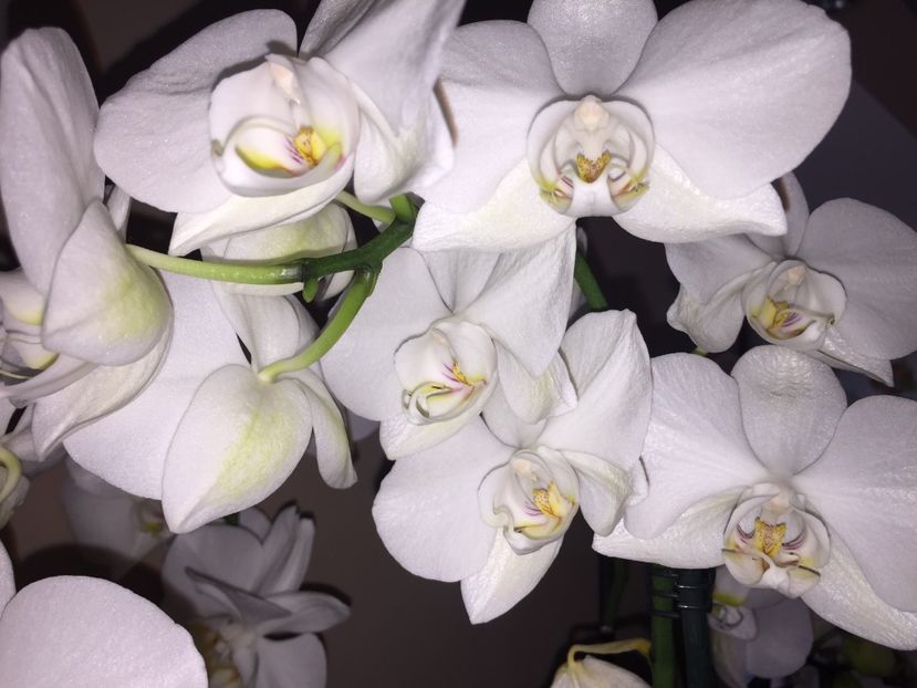 08598551-CB8E-45C9-86BC-493069A36332 - Orhidee 2019