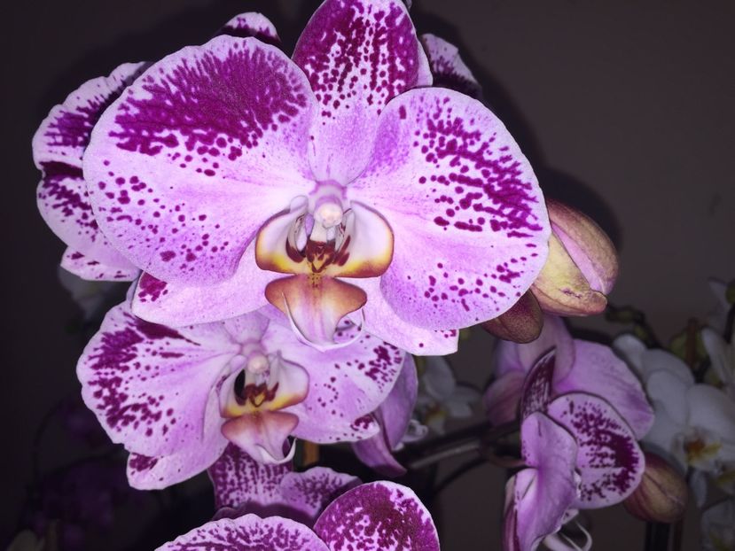 5AC4C91C-BA42-4F0B-B9A3-DF253376C817 - Orhidee 2019