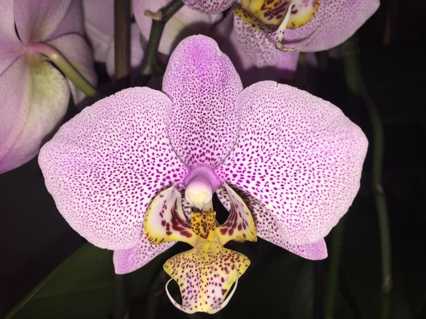 045AB8B2-2B71-4D10-AFF9-113F42FA9BDE - Orhidee 2019