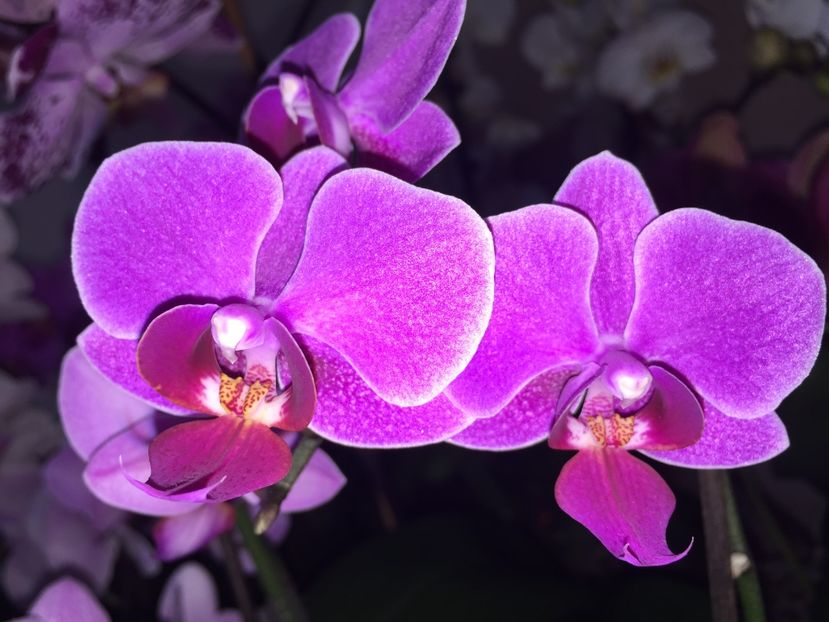 59926B2F-4BB8-4AC4-B84D-995281156920 - Orhidee 2019