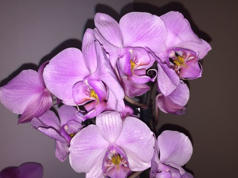AED4231A-F08A-49B7-AC7B-6718B17D416E - Orhidee 2019