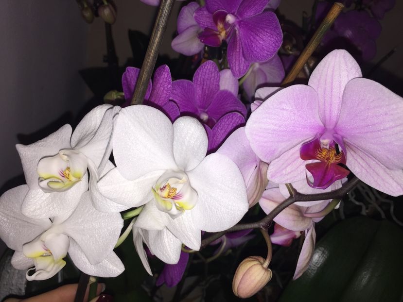 05748EA0-FE8B-4C57-A653-1F9A25A135EE - Orhidee 2019