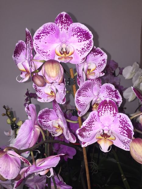 669575E6-D98D-4D64-80EF-C1997201D235 - Orhidee 2019