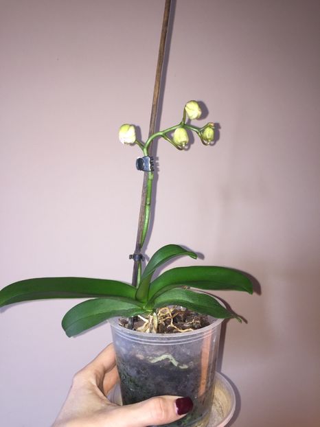 A3CC4662-FA0D-4B05-949C-CDDE83D85A20 - Orhidee 2019