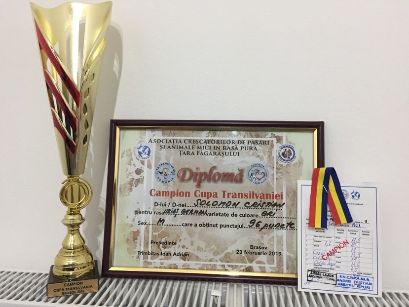 3399DA9D-4B5A-4771-BFA8-C2C1FA473D66 - 0 Rezultate cupa Transilvaniei Brașov 22-24 Febr 2019