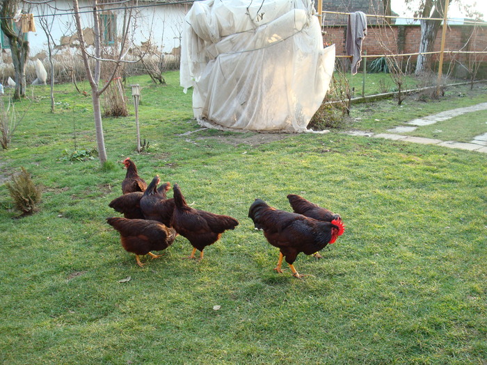 DSC06493 - Rhode Island Red