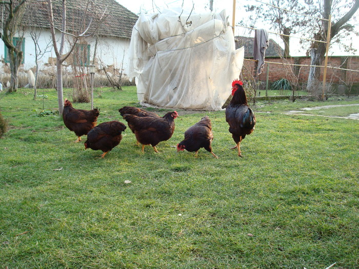 DSC06494 - Rhode Island Red