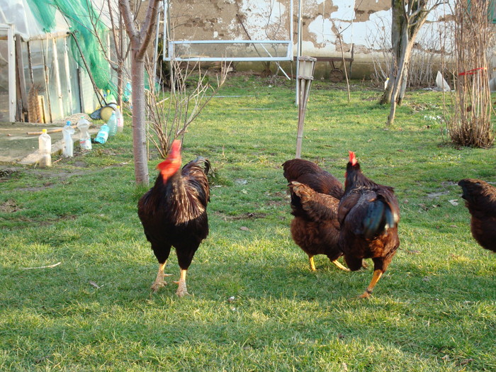 DSC06507 - Rhode Island Red