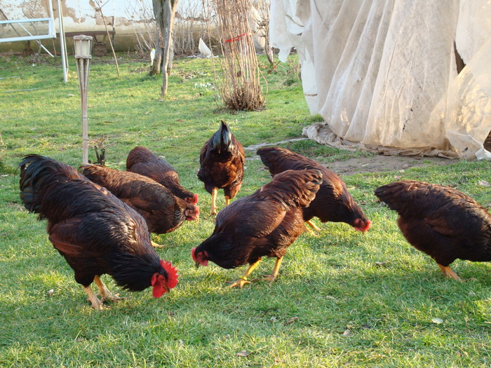 DSC06508 - Rhode Island Red