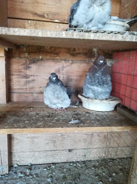  - Pescăruși chinezi 2018-2019