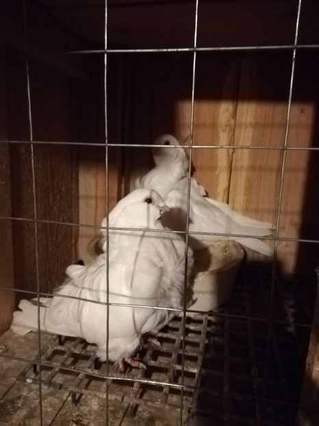  - Pescăruși chinezi 2018-2019