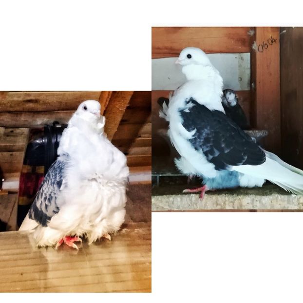 PhotoEditor_20190223_115747249 - Pescăruși chinezi 2018-2019