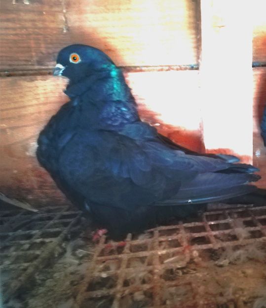  - Pescăruși chinezi 2018-2019