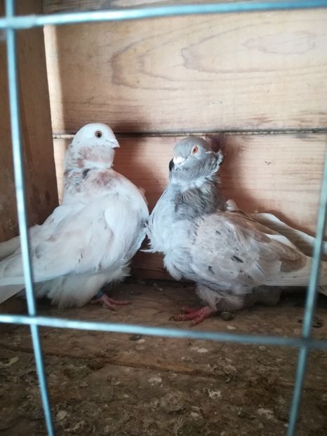  - Pescăruși chinezi 2018-2019