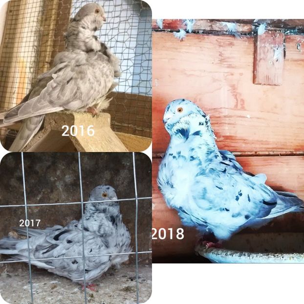 PhotoEditor_20190127_222654032 - Pescăruși chinezi 2018-2019