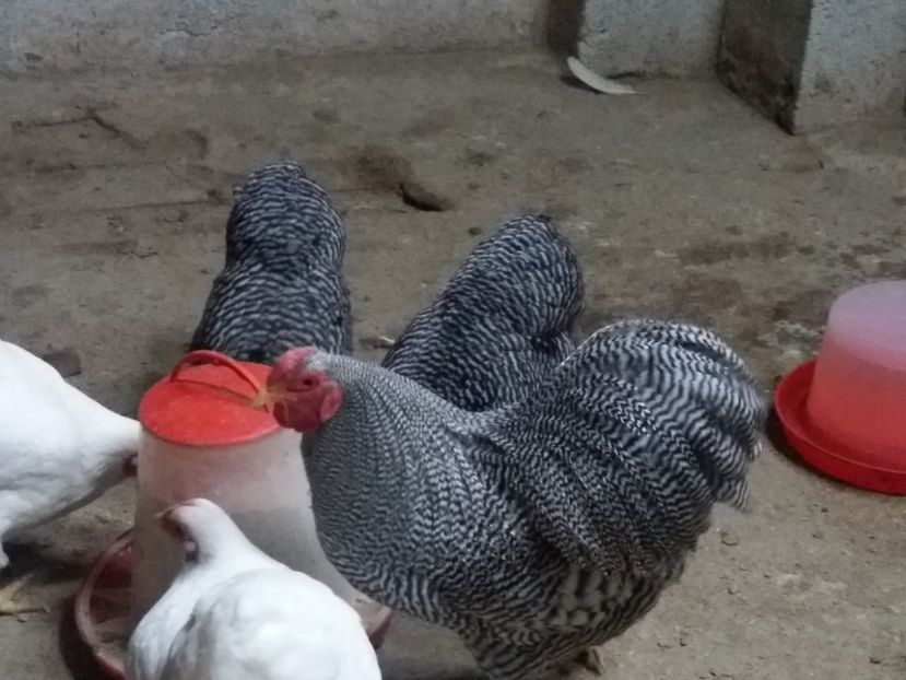 - Wyandotte pitic barat