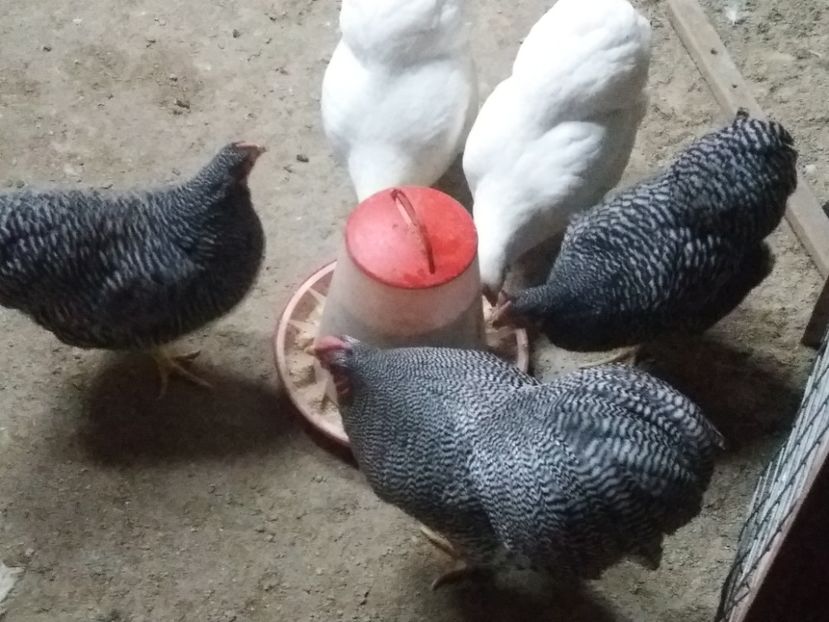  - Wyandotte pitic barat