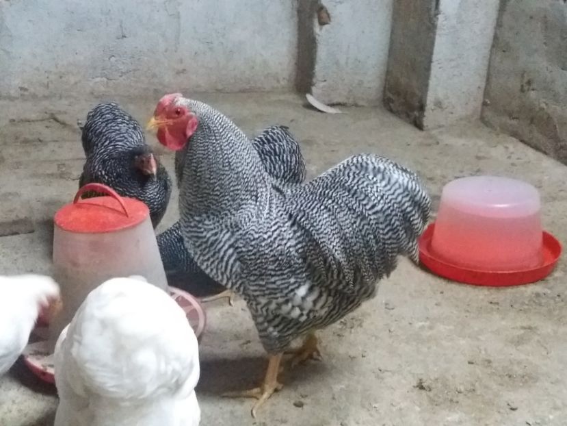  - Wyandotte pitic barat