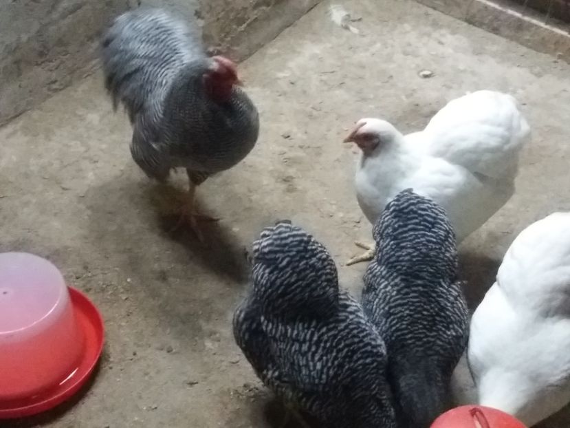  - Wyandotte pitic barat