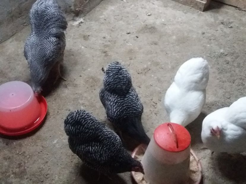  - Wyandotte pitic barat