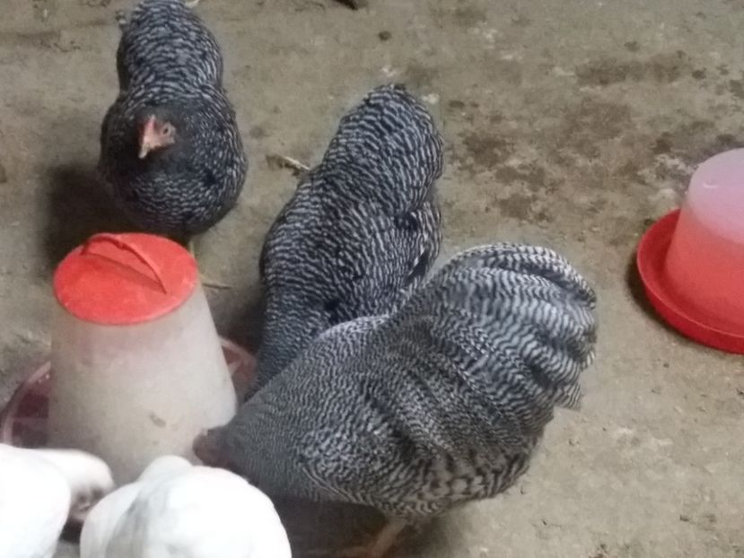  - Wyandotte pitic barat