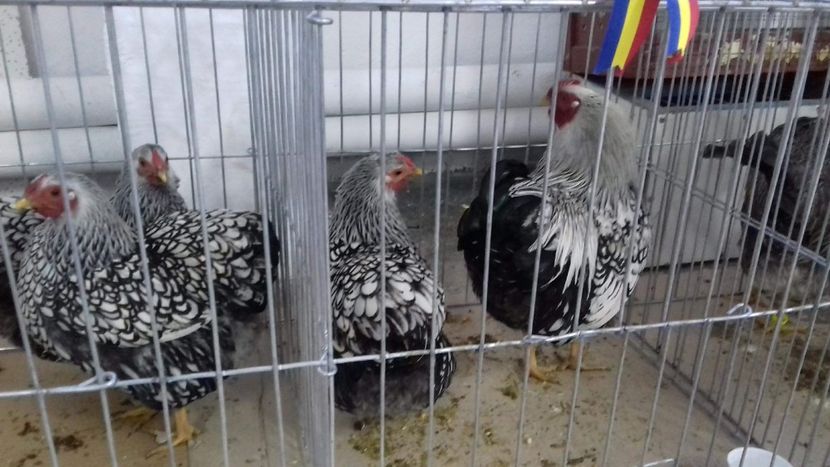 received_1602794276423147 - Wyandotte pitic argintiu