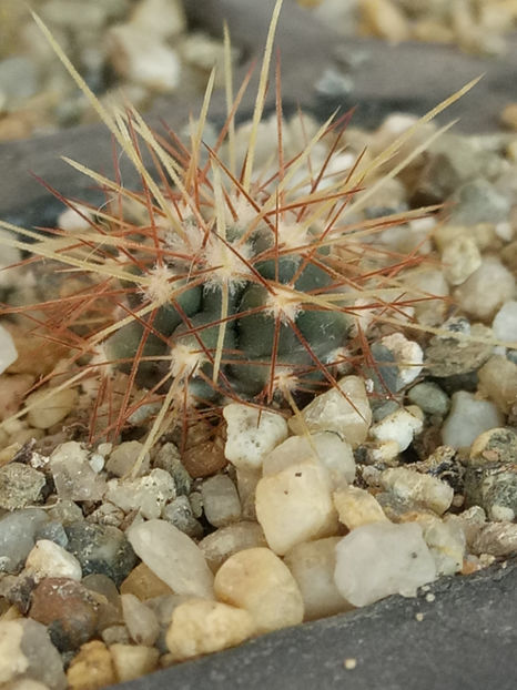 25.02.2019 - Însamantari 01 04 2018