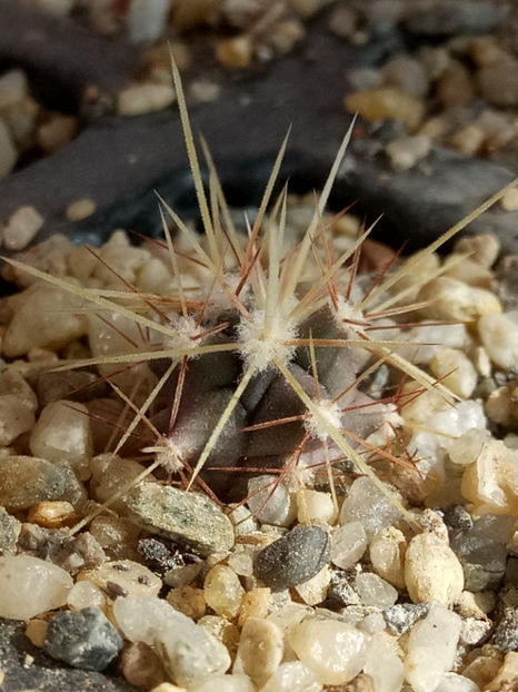 25.02.2019 - Însamantari 01 04 2018