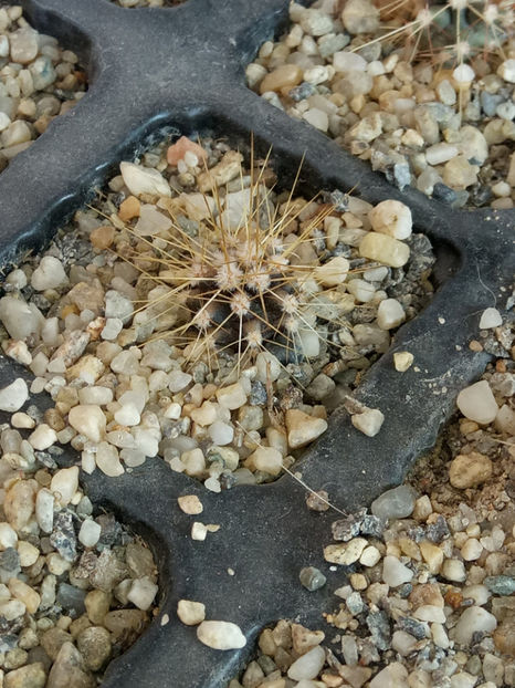 25.02.2019 - Însamantari 01 04 2018