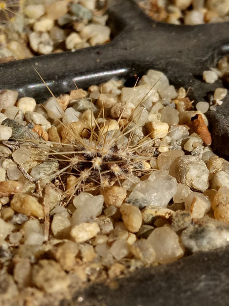 25.02.2019 - Însamantari 01 04 2018