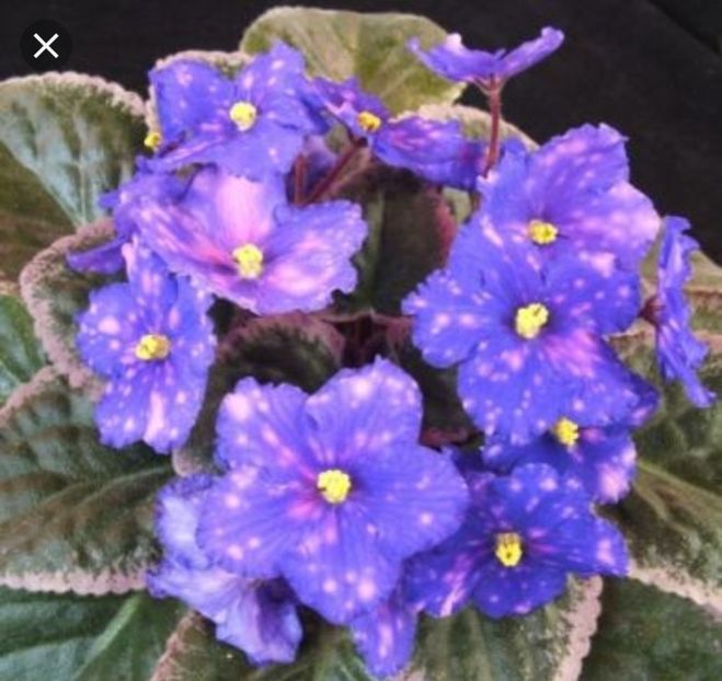 Mas Cosmic Wonder poza net - Cosmic Wonder