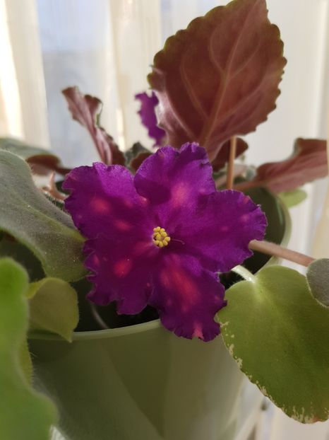 02.12.2018 - Cosmic Wonder