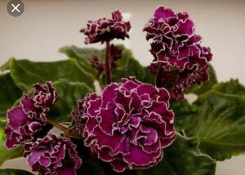 Poza net - EK Magija Liubvi