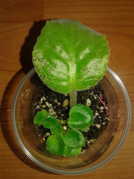 08.09.2018 - EK Magija Liubvi