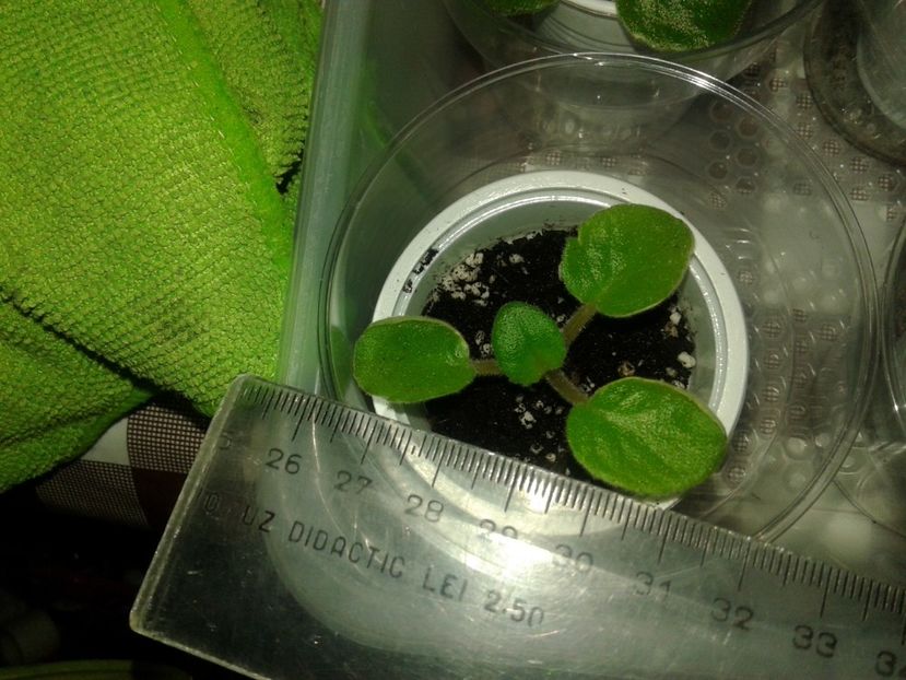 13.06.2018 - EK Sady Semiramidy