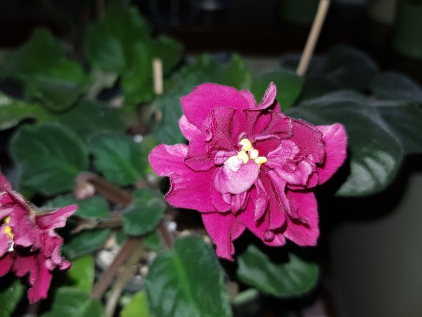 16.12.2018 - EK Sady Semiramidy