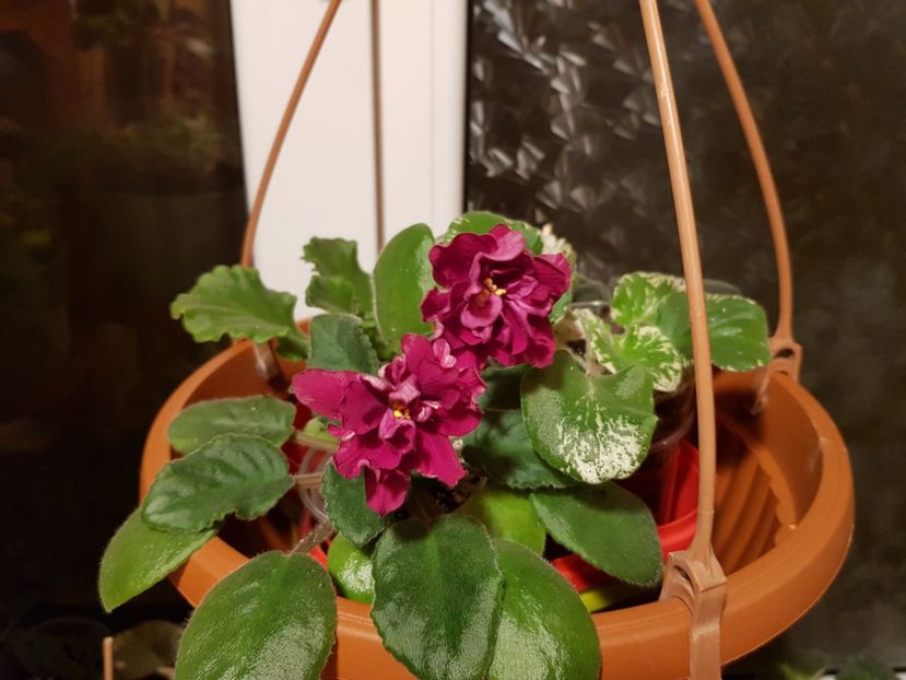 19.12.2018 - EK Sady Semiramidy