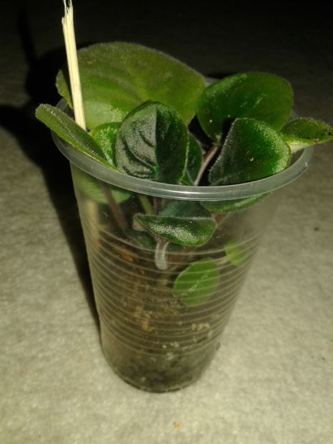 04.09.2018 - Ethel s Wild Side