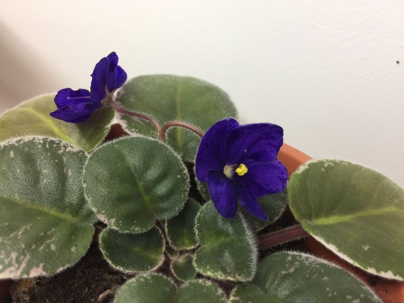 2E24E609-879D-47EE-B884-0961DDB81B63 - Mac_s Very Indigo