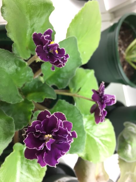 8236A94D-441D-466B-9AFB-EA3707966975 - EK-Magija Liubvi