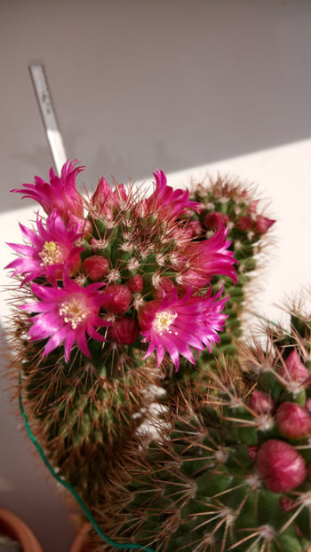 25.02.2019 - Mammillaria backebergiana