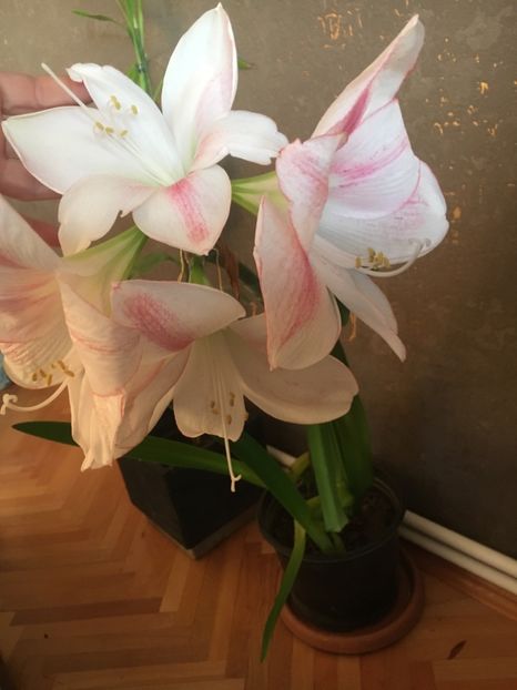 6FA04027-2D15-438E-BB98-4B96B71D98AB - Crini 2019