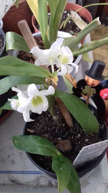 O piticuta - 003-1 ORHIDEE